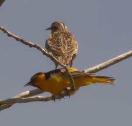 Bullocks Oriole