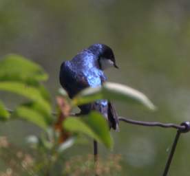 Bird Swallow