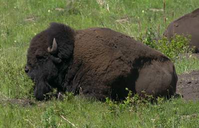 Bison