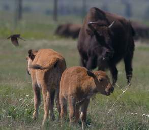 Bison