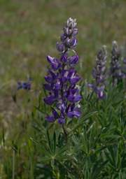 Lupine