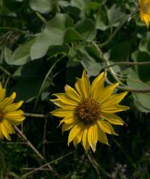 Arrowleaf Balsamroot