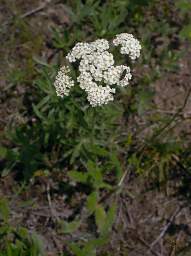 Yarrow