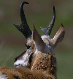 Pronghorn