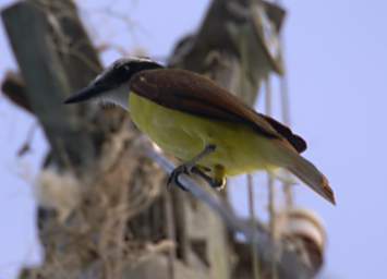 Bird Great Kiskadee