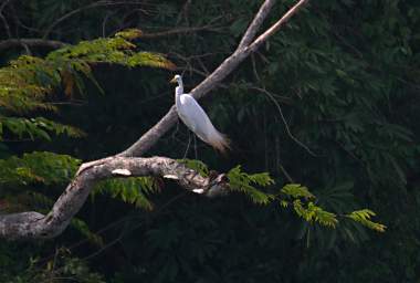 Egret