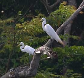 Egret