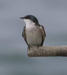 Swallow