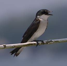 Swallow