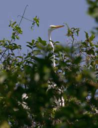 Egret