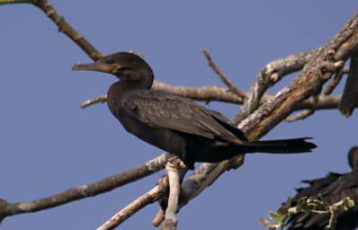 Cormorant