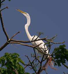 Egret