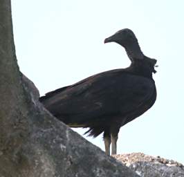 Vulture