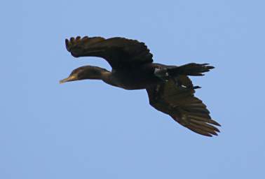 Cormorant