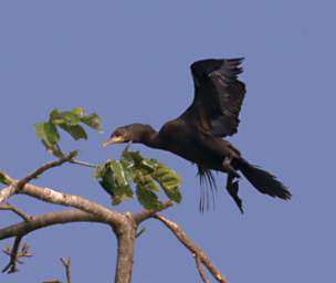 Cormorant