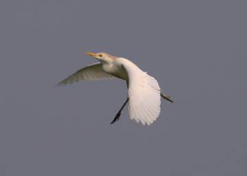 Egret