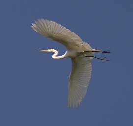 Egret