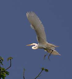 Egret