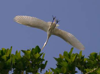 Egret