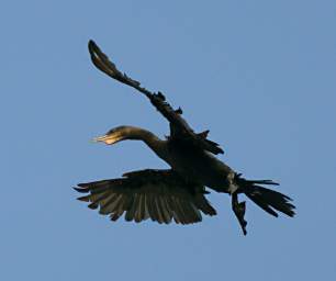 Cormorant