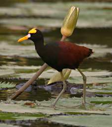 Northern Jacana