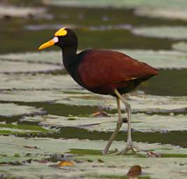 Northern Jacana