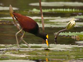 Northern Jacana