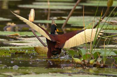 Northern Jacana