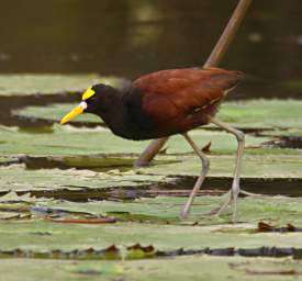 Northern Jacana