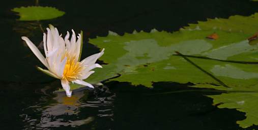 Water Lilly