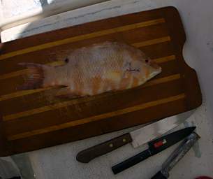 Hogfish