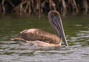 Bird Pelican