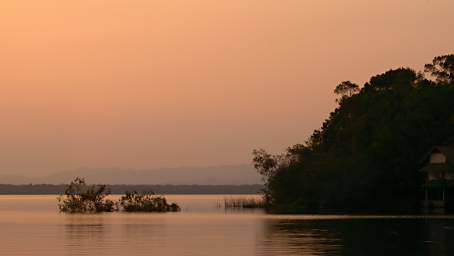 Bahia De Buena Vista Tree In Water