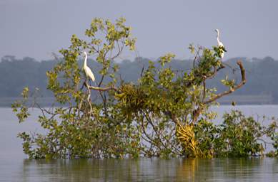 Egrets