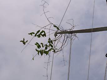 Vines In Spreaders