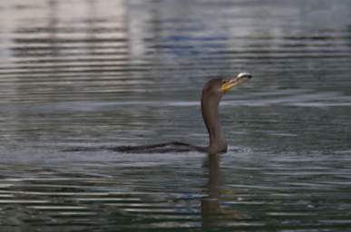 Bird Cormorant