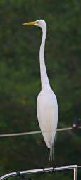 Bird Egret Solmate