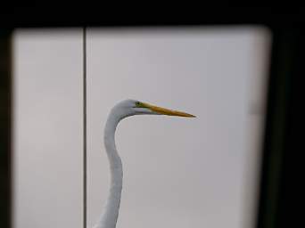 Bird Egret Through Hatch