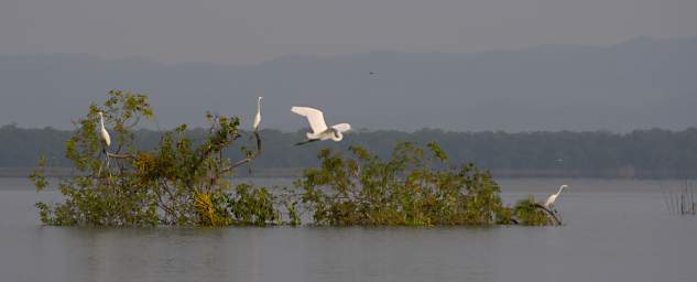 Bird Egret Downed Tree