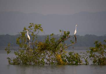 Bird Egret Downed Tree