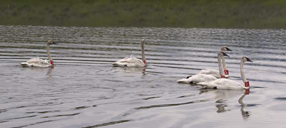 SwanRelease_0179_20130516