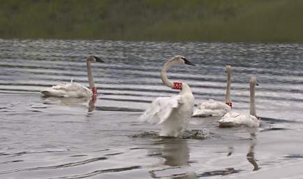 SwanRelease_0183_20130516