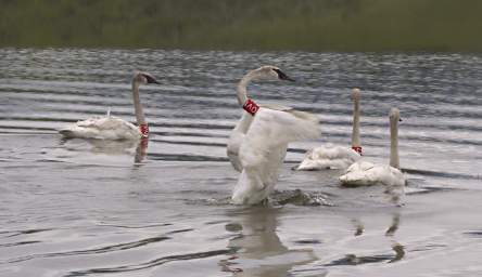 SwanRelease_0184_20130516