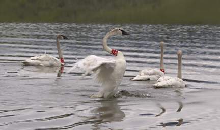 SwanRelease_0185_20130516