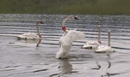 SwanRelease_0186_20130516