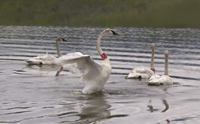 SwanRelease_0187_20130516