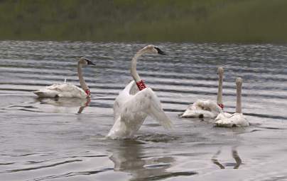 SwanRelease_0188_20130516