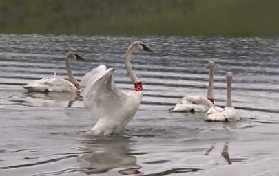 SwanRelease_0189_20130516