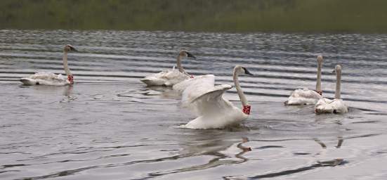 SwanRelease_0192_20130516