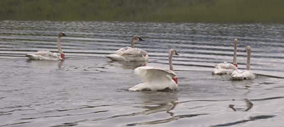 SwanRelease_0194_20130516